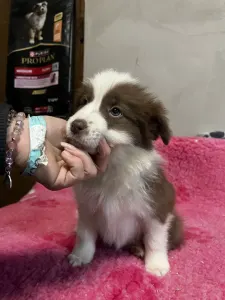 Border Collie - Sunny Valley /-becca/barna Szuka