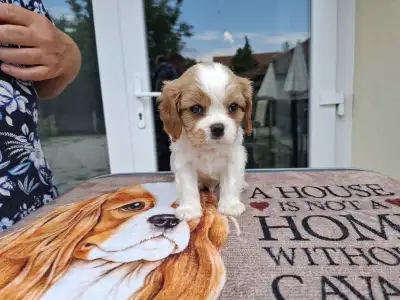 Cavalier King Charles Spaniel - Kókusz