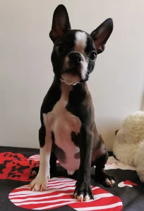 Boston Terrier - Wide Wings Brownie
