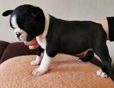 Boston Terrier - Wide Wings Black