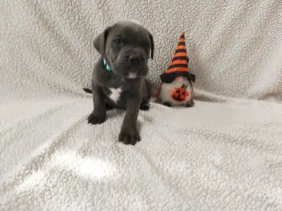 Cane Corso Italiano - Forza Di Diavolo Diego