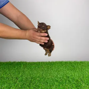 Yorkshire Terrier - Landro