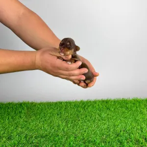 Yorkshire Terrier - Livius