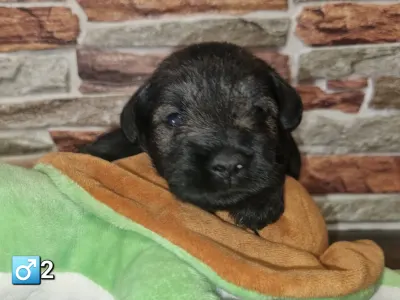 Miniature Schnauzer - J Male2
