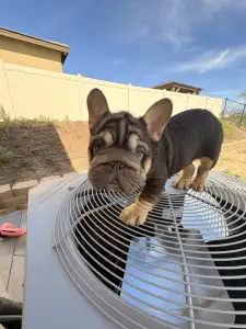 Französische Bulldogge - Moofawn