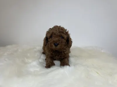 Poodle Miniature - Oscar