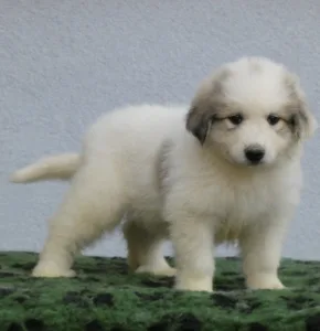 Pyrenean Mountain Dog - Candybelldream Elza