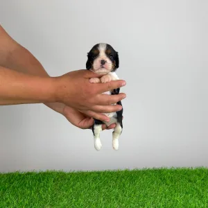 Cavalier King Charles Spaniel - Mirjam