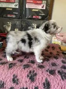 Border Collie - Blue Merle Kan 