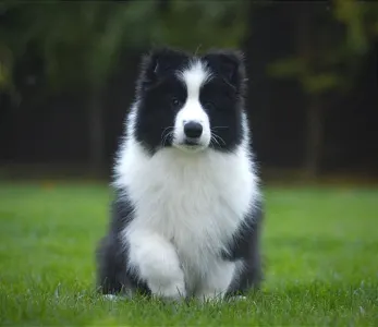 Border Collie - Leclway 