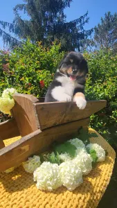 Australian Shepherd - Huckleberry