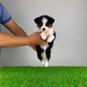 Australian Shepherd - Volly