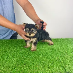 Yorkshire Terrier - Dora
