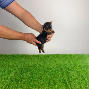 Yorkshire Terrier - Klex