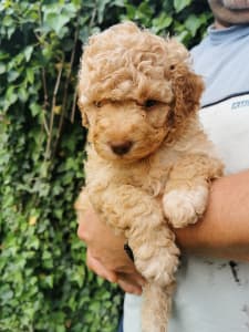 Lagotto Romagnolo - Xino