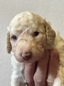 Spanyol vízikutya - Barbarossa