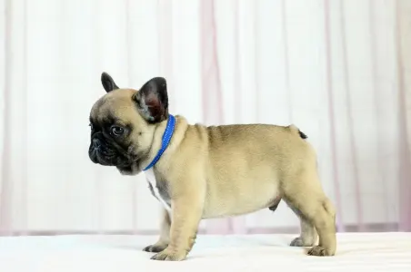 Французский бульдог - Willin Wonderful Grove