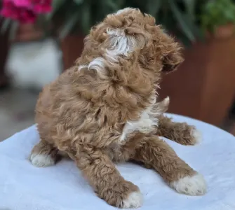 Cavapoo - Ariel