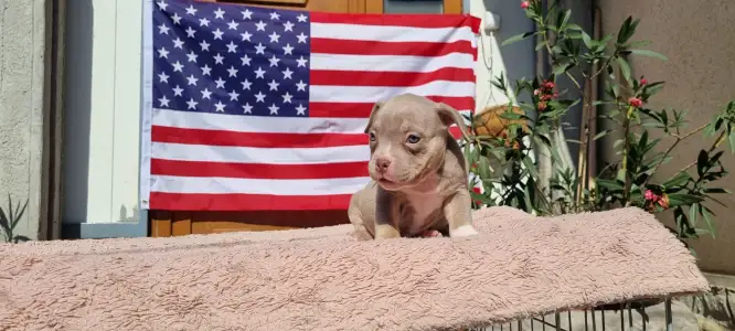 American Bully - Pocket - Zafír