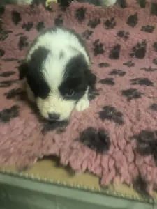 Border Collie - Seal Fehér Szuka