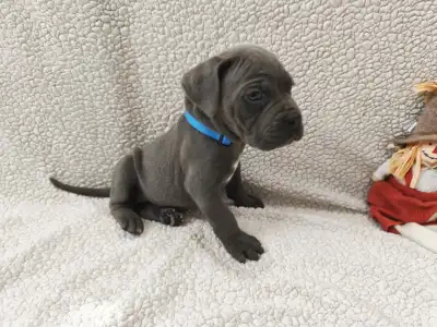 Cane Corso Italiano - Forza Di Diavolo Diaz