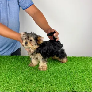 Yorkshire Terrier - Wollja