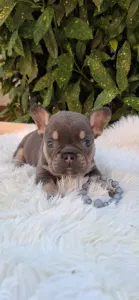 Bulldog francese - Donnie