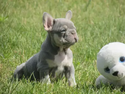 French Bulldog - Frank