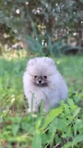 Spitz tedesco piccolo - Maurice