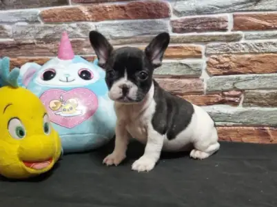 Bulldog francez - Isabel