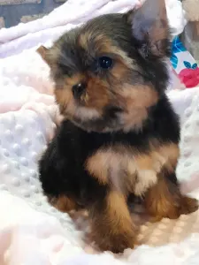 Yorkshire Terrier - Wind Power