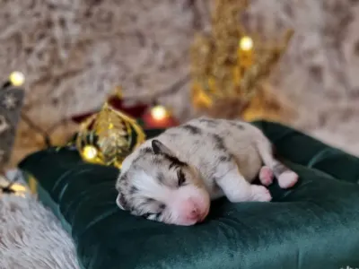 Australský ovčák - Diarmuid