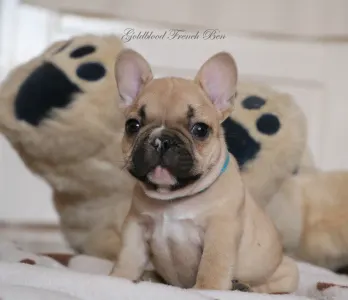 French Bulldog - Ben
