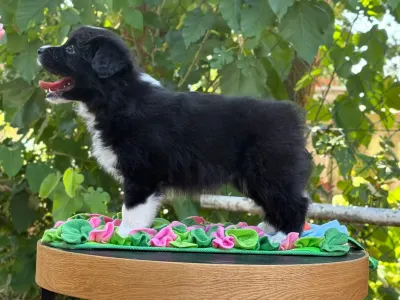 Border Collie - Orion Live Forever Pieces Of A Dream