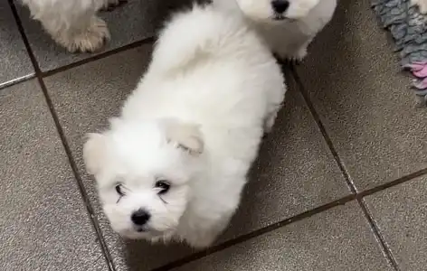 Coton de Tulear - Benito
