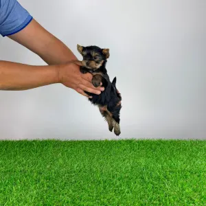 Yorkshire Terrier - Yosie