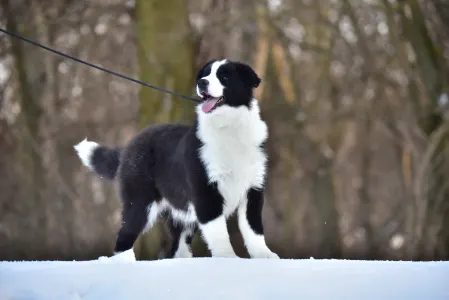 Border Collie - Gingers Heritage Dream Of The Golden Homesteads