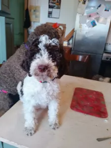 Romagna Water Dog - Lagotto Passion Aureate Theodora