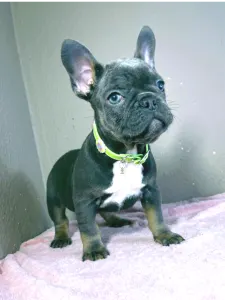 Francia bulldog - Logan
