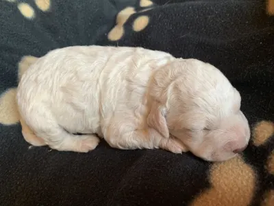 Romagna Water Dog - Friendly Lagotto Bianca