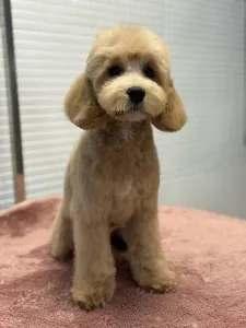Cavapoo - Haevy