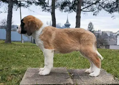 Saint Bernard - Roger