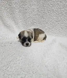Bichon havanais - Mia