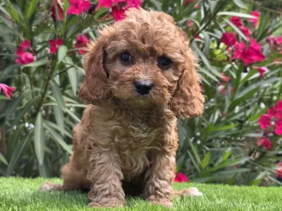 Cavapoo - Jonny