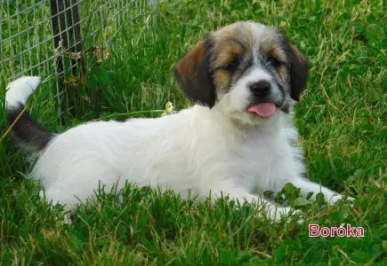 Jack Russell Terrier - Joyful Jack Boróka