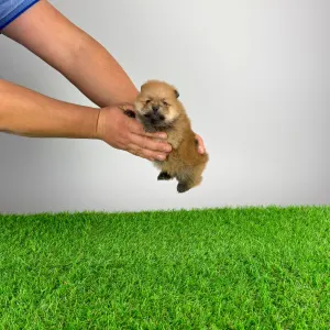 German Pomeranian Spitz - Point