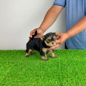 Yorkshire Terrier - Amina