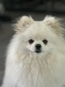 German Pomeranian Spitz - Azurkék-ragyogás Nato