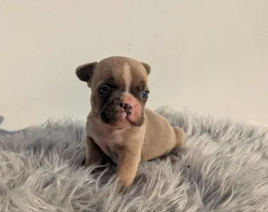 Francia bulldog - Jason