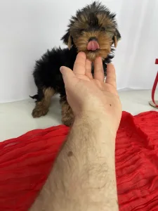 Yorkshire Terrier - Robbie